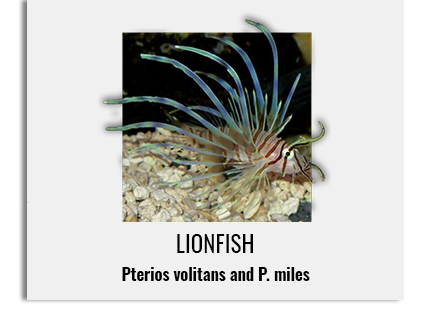 lionfish