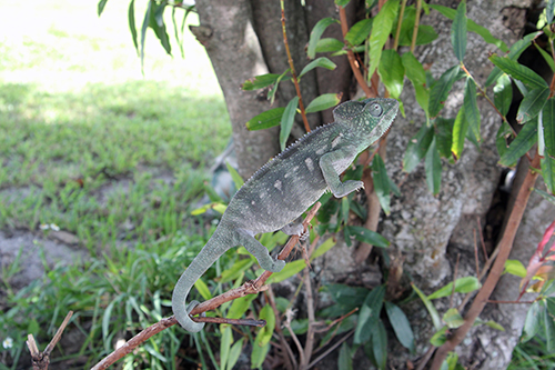 Oustalet's chameleon (Furcifer oustaleti)