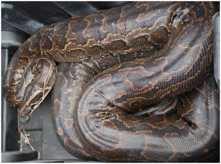 Northern African python (Python sebae)