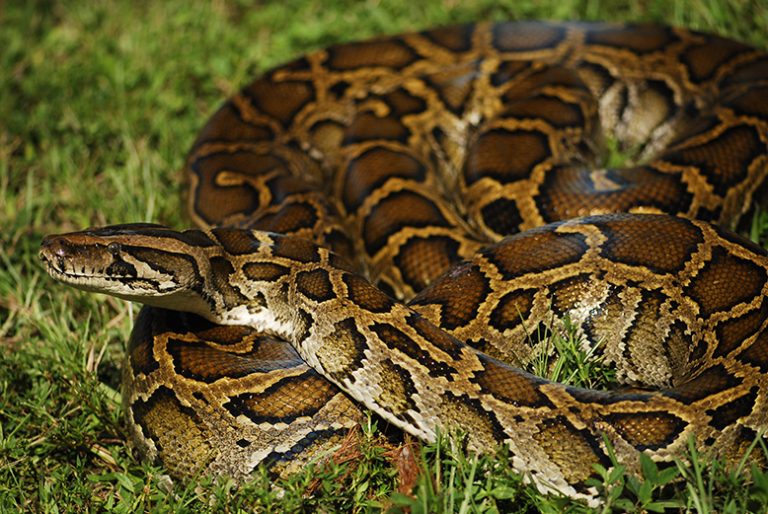 Burmese python (Python molurus bivittatus)